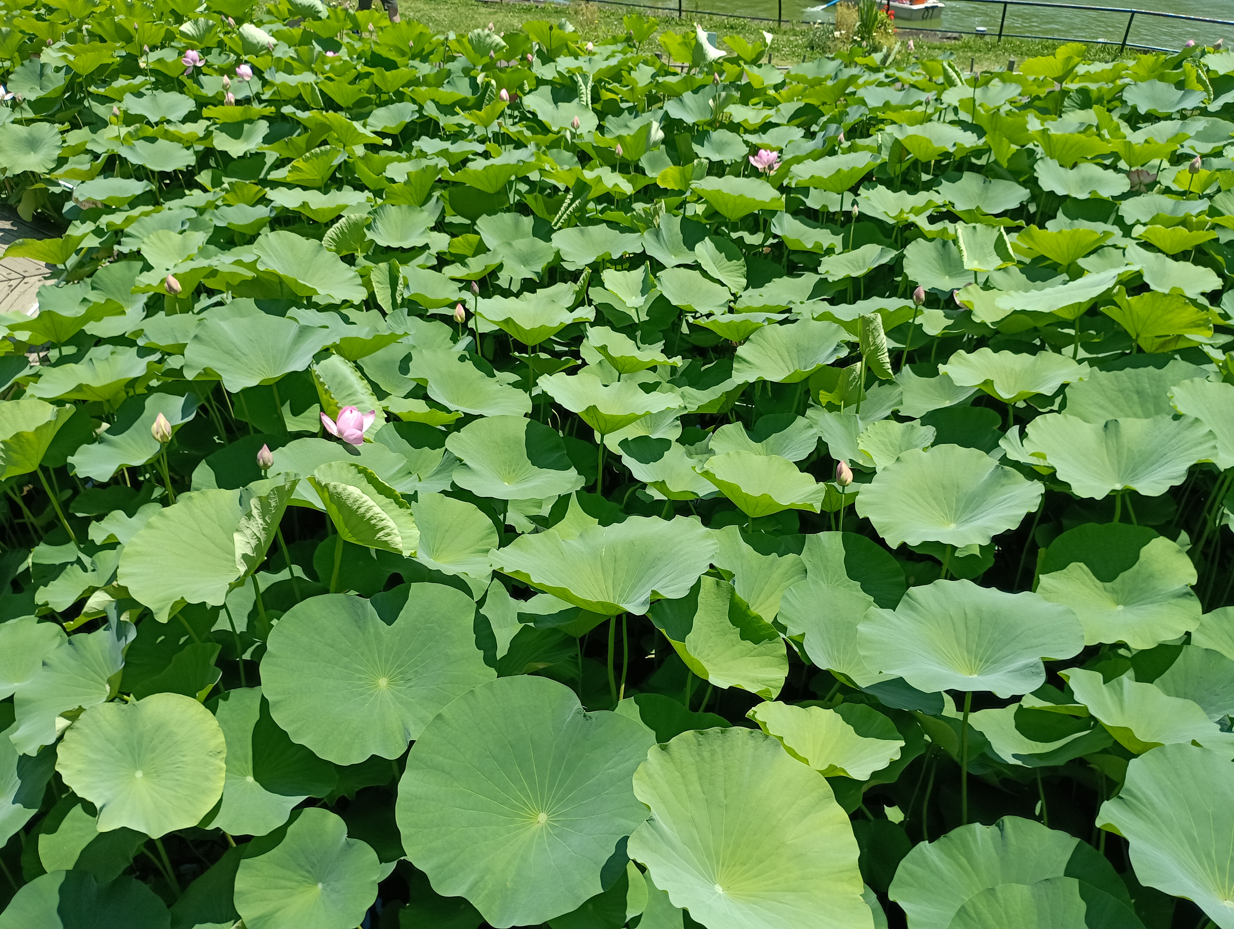A lush green area covered with large lotus leaves, some with soft pink lotus flowers and buds visible among them.