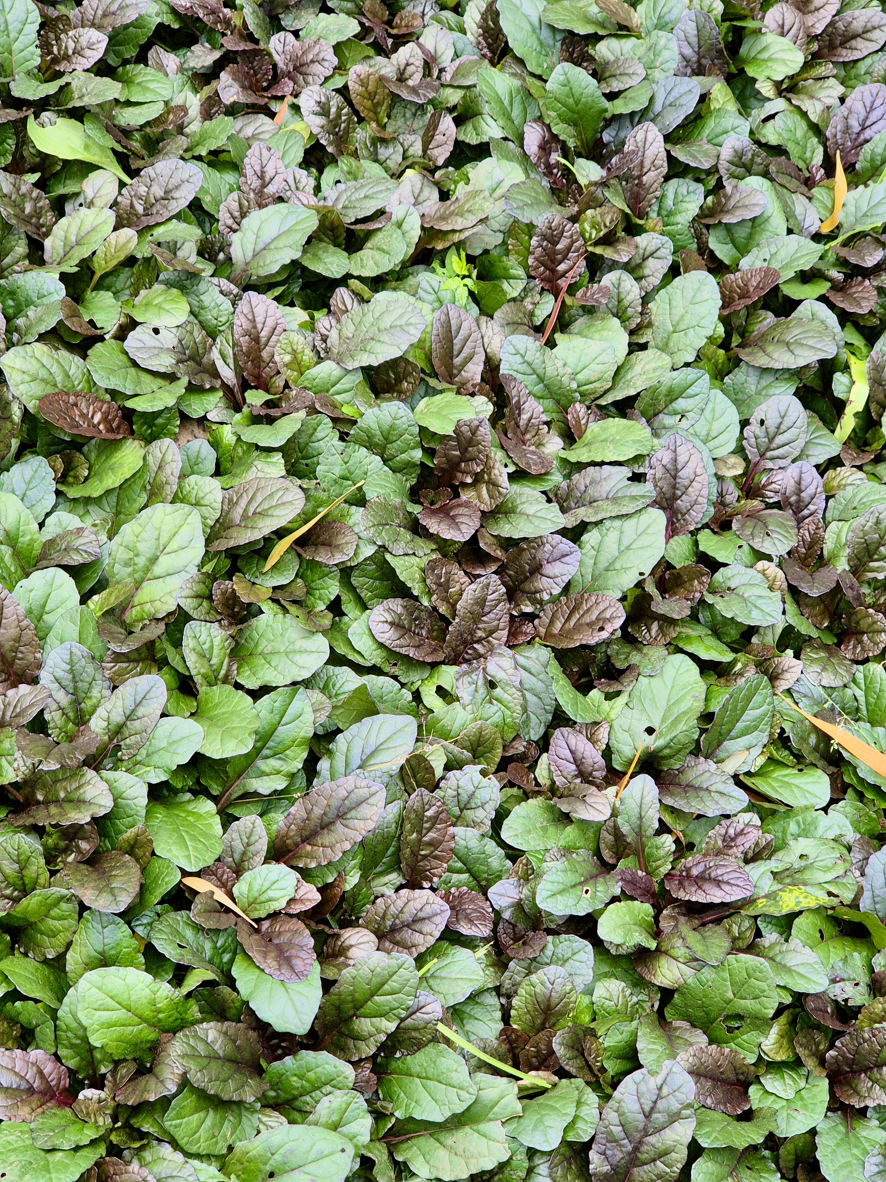 A dense ground cover of green and purple-tinted leaves at the Government Botanical Garden in Ooty, Tamil Nadu.