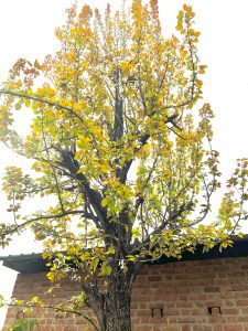 A tall tree with a sturdy trunk and a canopy of leaves displaying autumn colors, including shades of yellow, orange, and green. 
