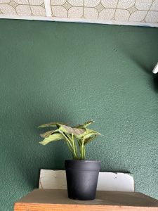 A small potted plant with green and patterned leaves sits on a wooden ledge against a textured green wall.
