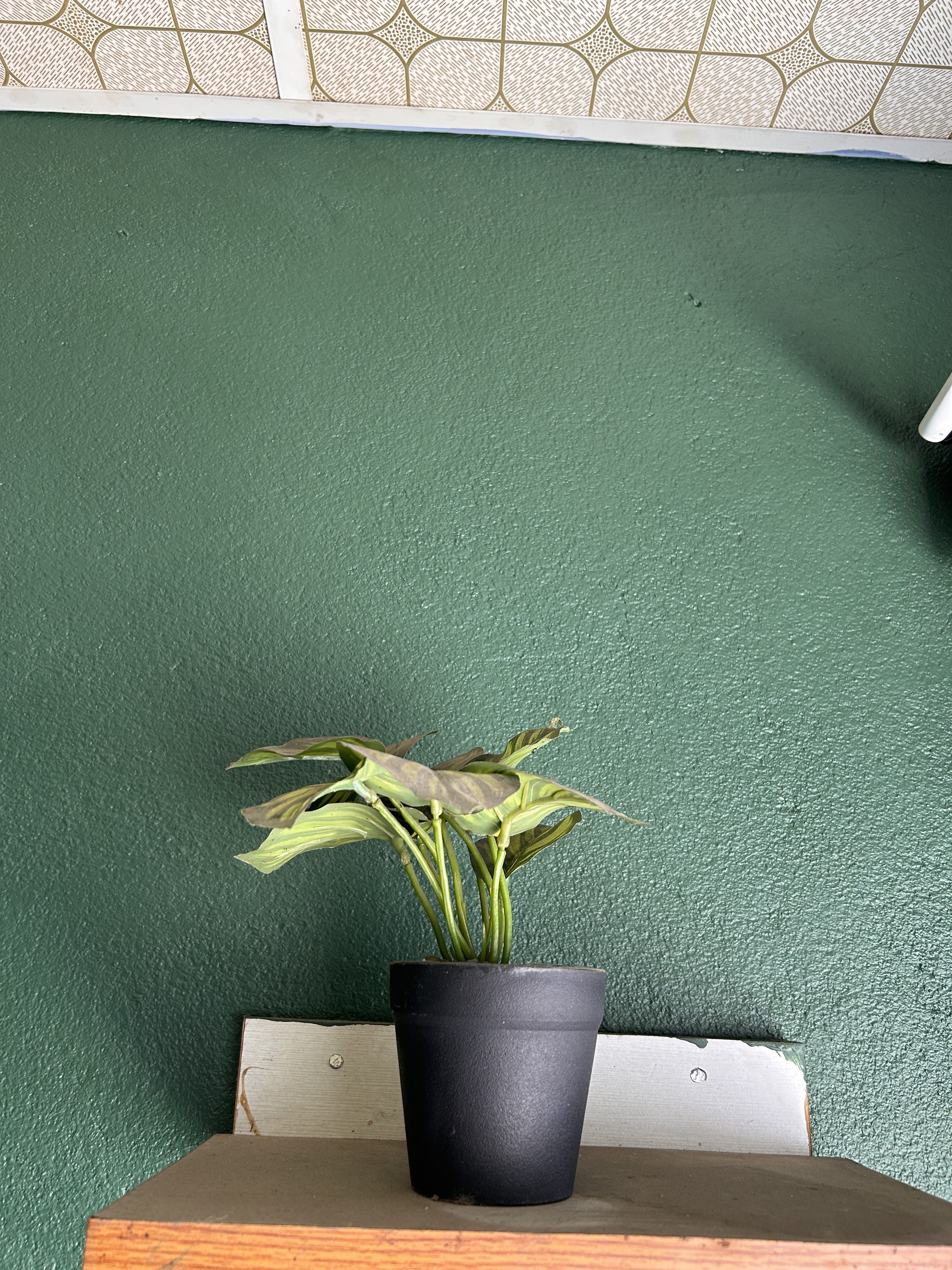 A small potted plant with green and patterned leaves sits on a wooden ledge against a textured green wall.