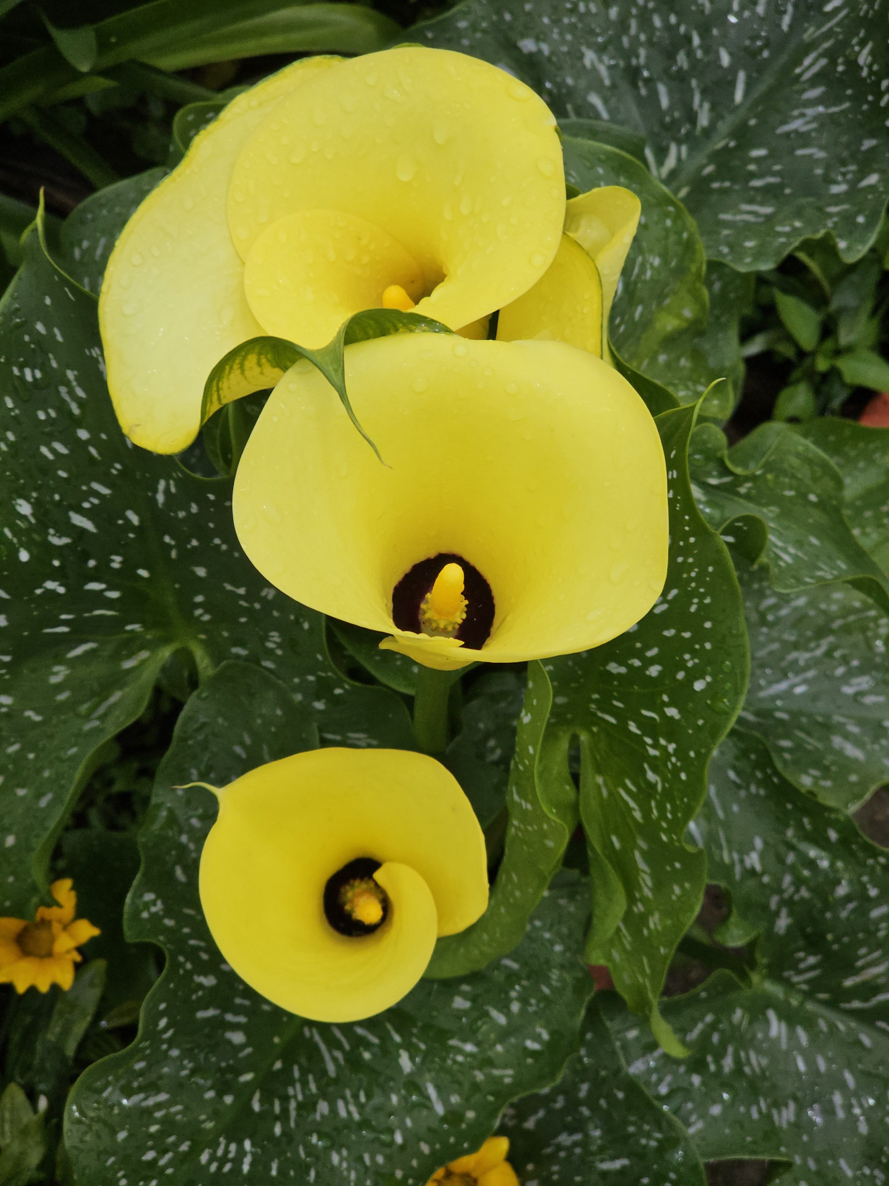A close-up view of several vibrant yellow Calla lilies, also known as Zantedeschia elliottiana. The flowers are set against a backdrop of lush green foliage with speckled patterns, creating a striking contrast. Captured from Ooty, Tamil Nadu.