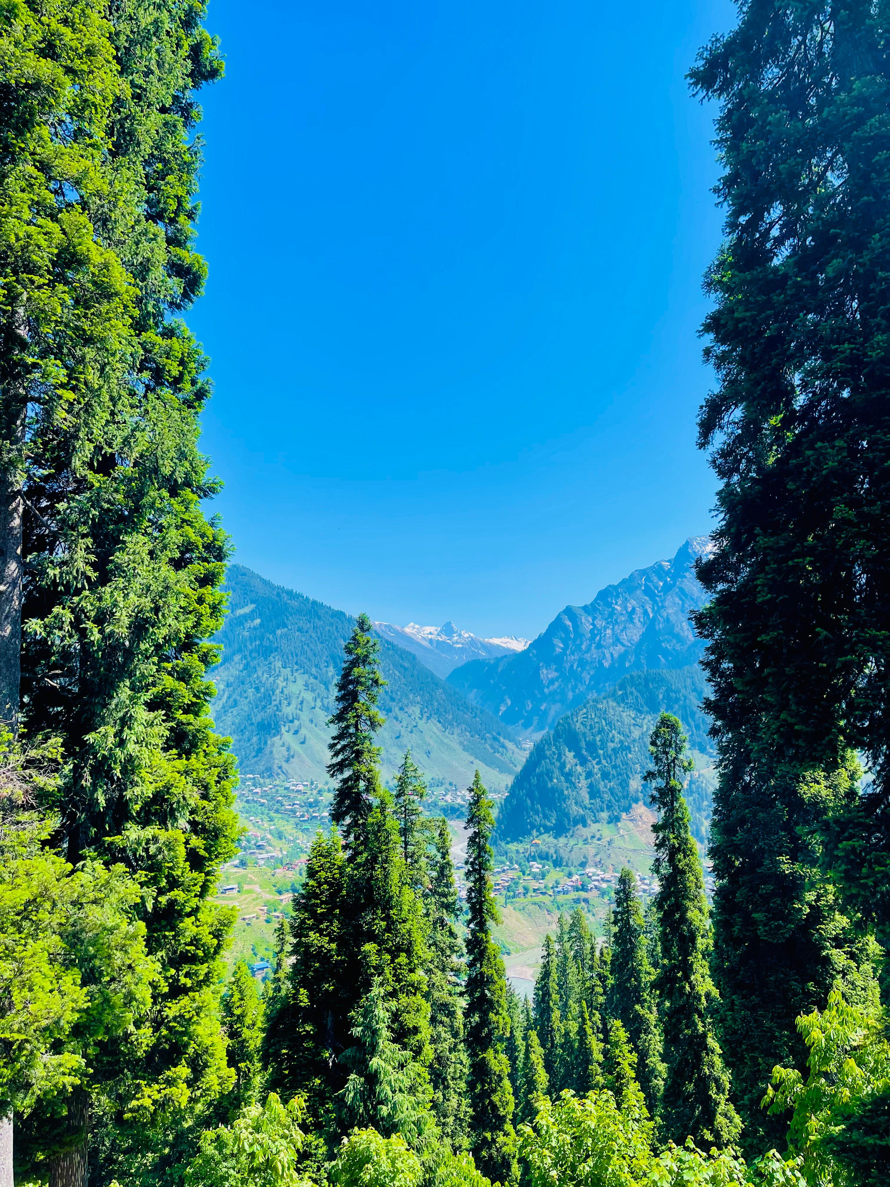 A scenic view of a mountainous landscape featuring tall, lush green coniferous trees on either side.