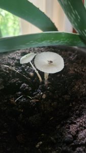 Two small white mushrooms growing in the pot of an aloe plant.