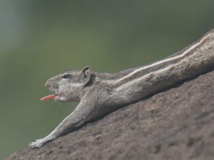 Close-up of a striped gray-brown squirrel stretching on a rock, tongue out and eyes focused in a relaxed pose.