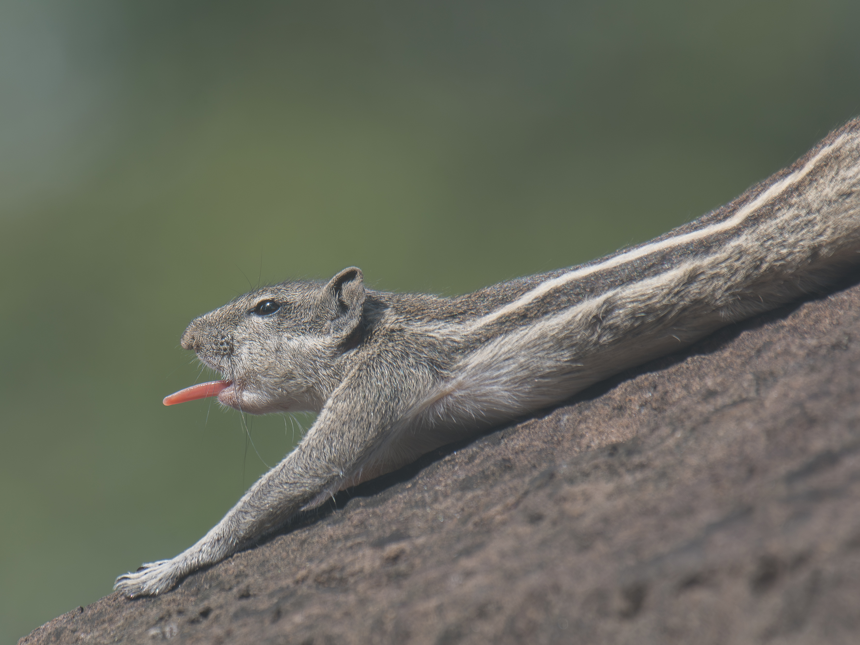 Close-up of a striped gray-brown squirrel stretching on a rock, tongue out and eyes focused in a relaxed pose.