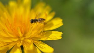 Closeup of a fly on a yellow flower.