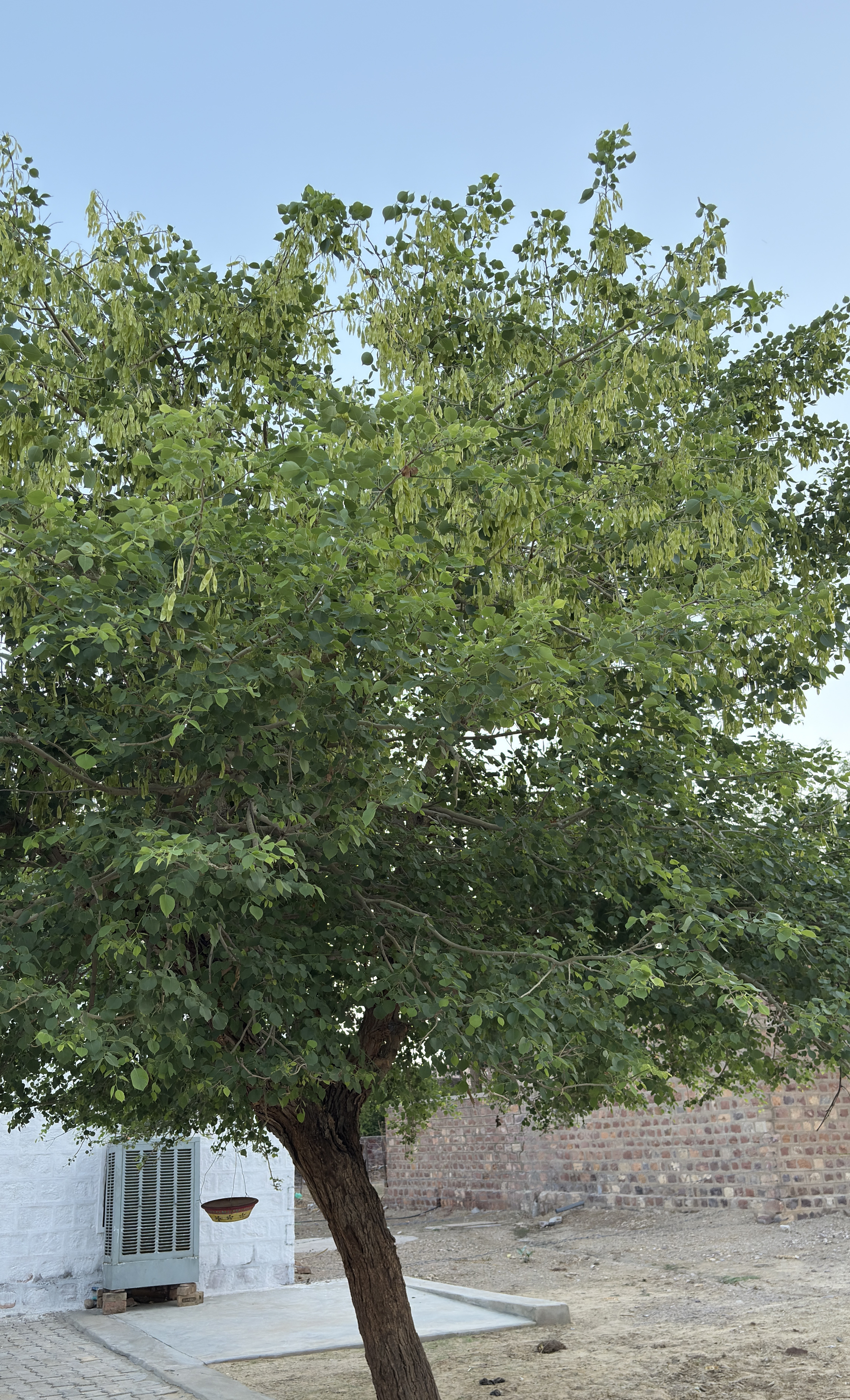 A large Peepal tree with dense green foliage and hanging seed pods, situated near a white building and a dry, sandy ground with a brick wall in the background.