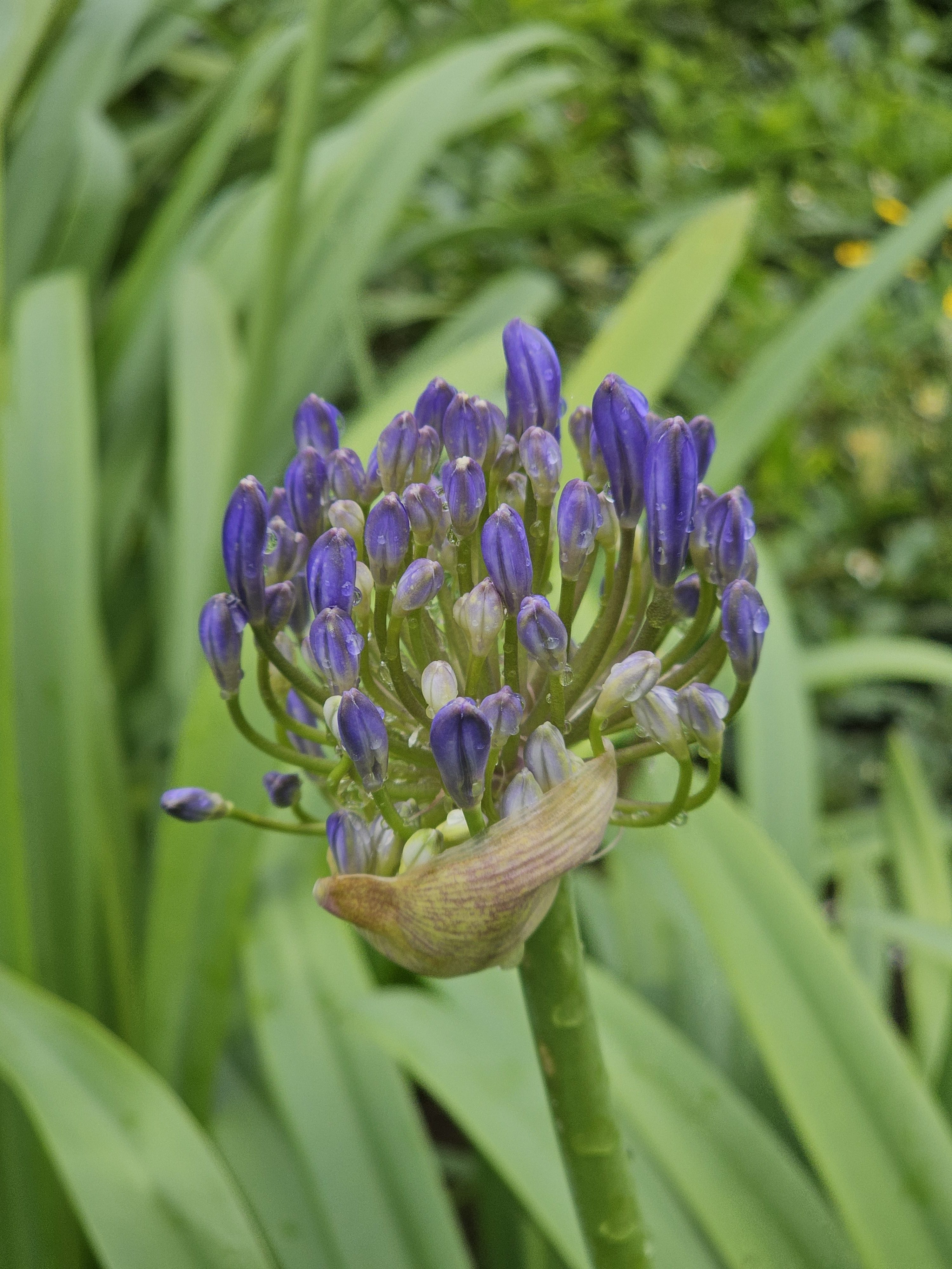 A close-up of an Agapanthus flower bud, with its cluster of purple buds poised to bloom. The surrounding green leaves provide a lush backdrop, highlighting the delicate structure of the flower. Captured from Ooty, Tamil Nadu.