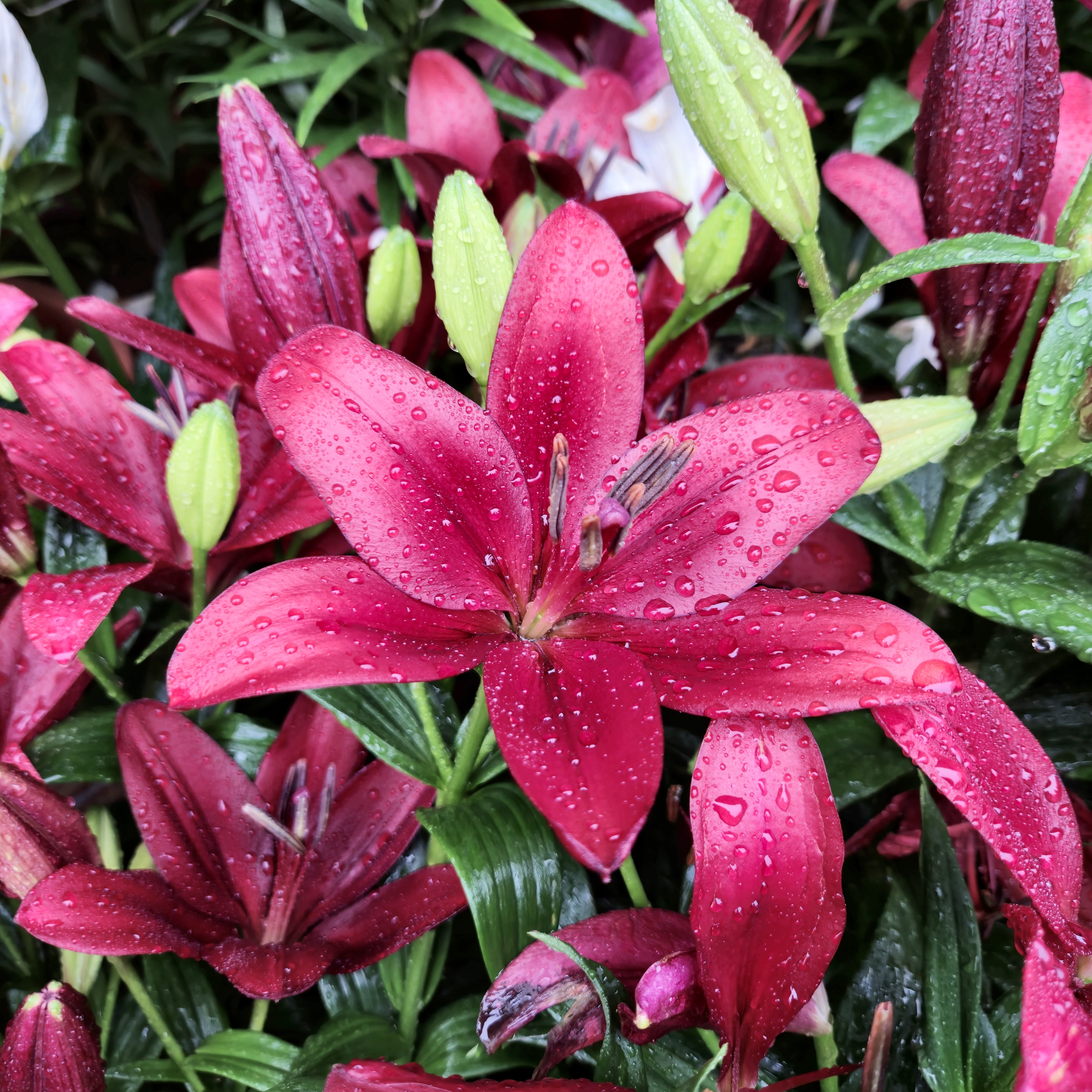 A close-up view of several vibrant red Asiatic lilies, their petals covered in water droplets, suggesting a recent rainfall. The lilies are in various stages of bloom, with some buds still closed, surrounded by lush green foliage. An early morning scene from the Government Botanical Garden, Ooty, Tamil Nadu.