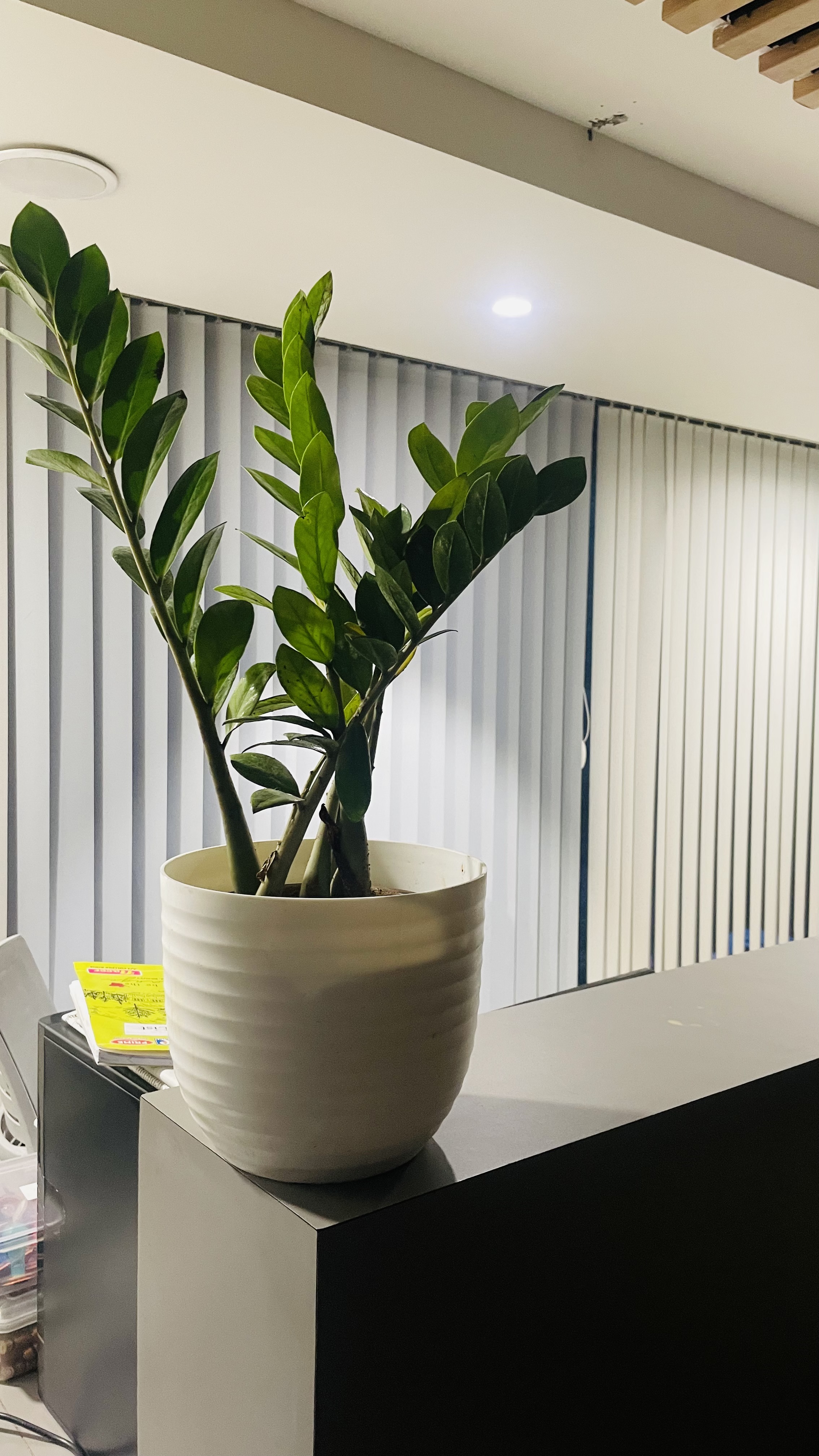 A potted plant with lush green leaves is sitting on a modern, dark-colored surface.