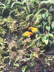Two brightly colored  parrot birds with orange heads and green and yellow bodies are seen foraging in a lush, green environment filled with various types of ferns and leafy plants.