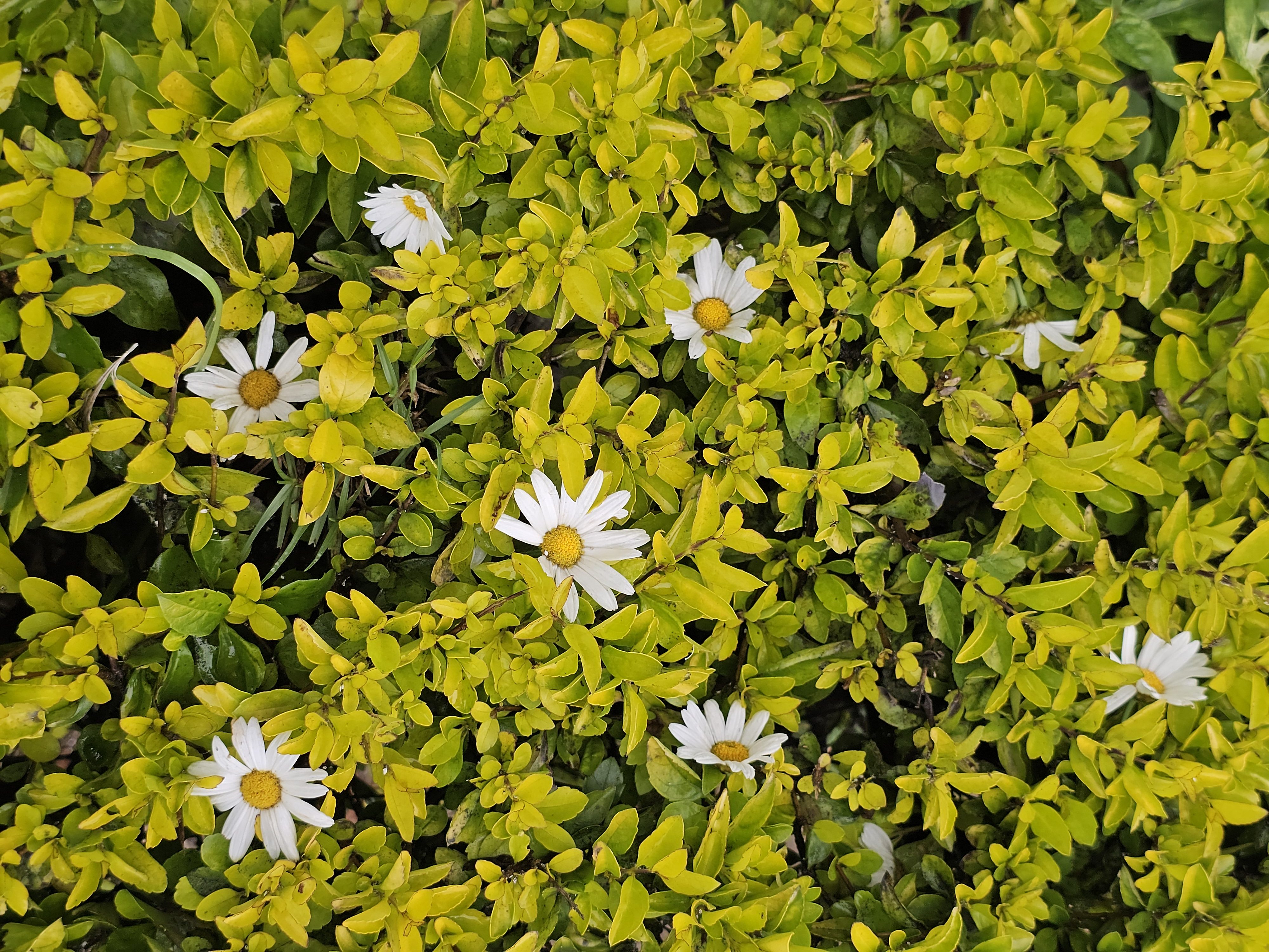A cluster of yellow-green leaves with several white daisies interspersed throughout. The daisies have yellow centres and are in full bloom. Captured from Ooty, Tamil Nadu.