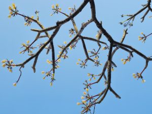 Low-angle view of a Plumeria tree's bare branches with small yellow flowers blooming against a clear blue sky, captured at Parvati Hill, Pune.