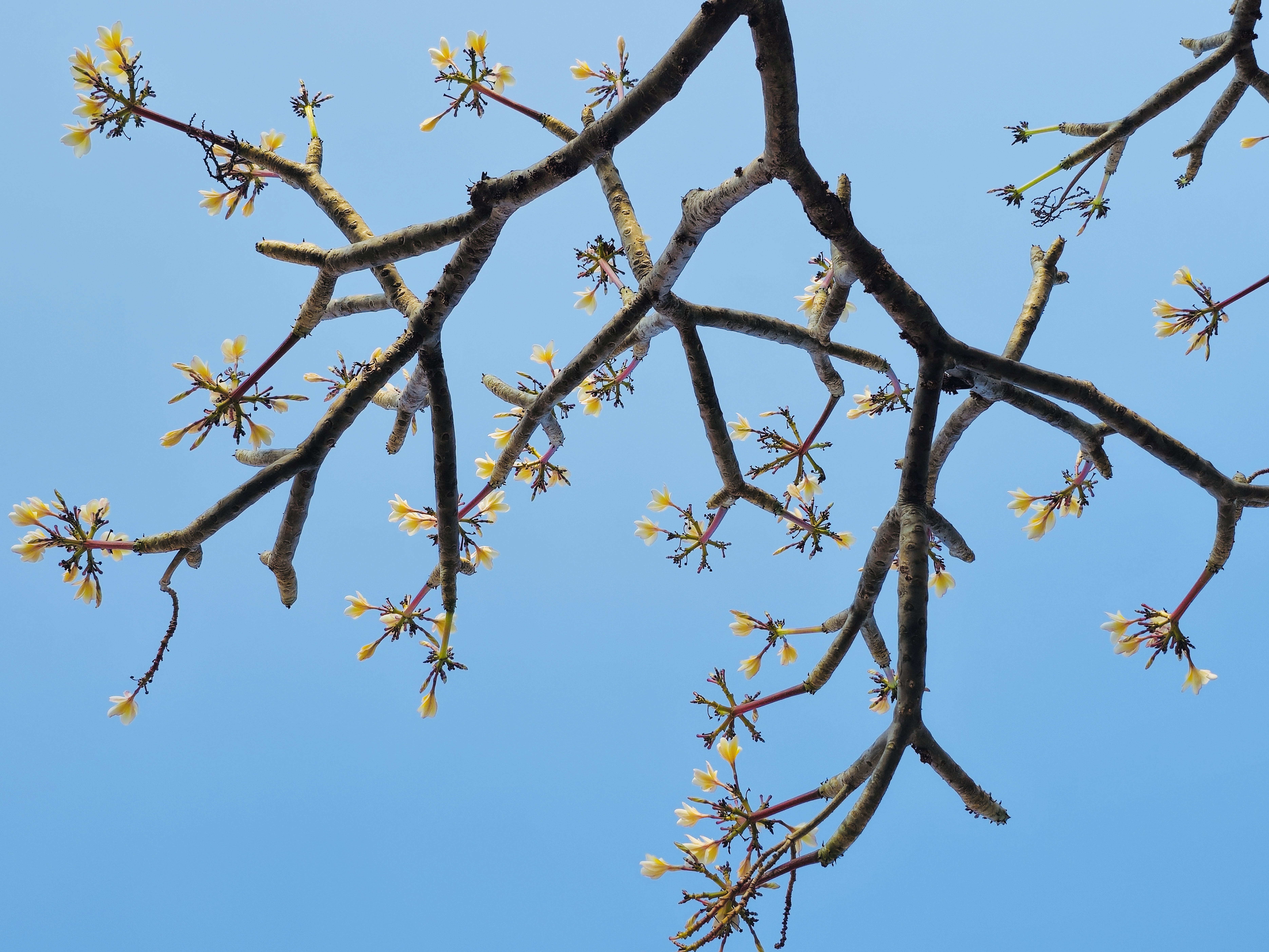 Low-angle view of a Plumeria tree's bare branches with small yellow flowers blooming against a clear blue sky, captured at Parvati Hill, Pune.