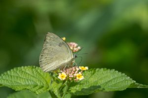 Female Lemon Emigrant butterfly on pink and yellow flowers amid green foliage.