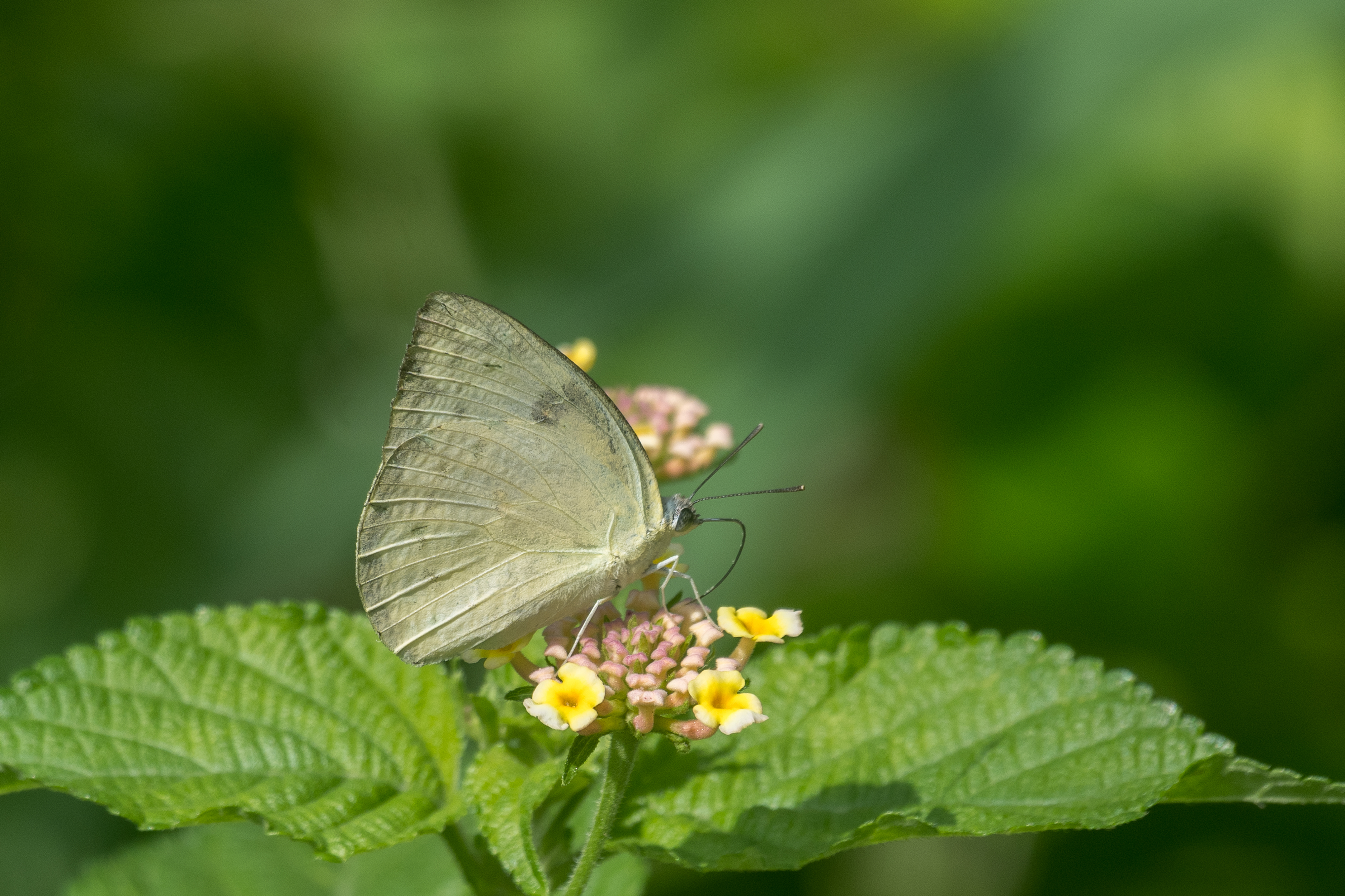 Female Lemon Emigrant butterfly on pink and yellow flowers amid green foliage.