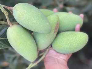 A hand holding several green, unripe mangoes, showcasing their smooth, slightly bumpy skin and elongated shape.