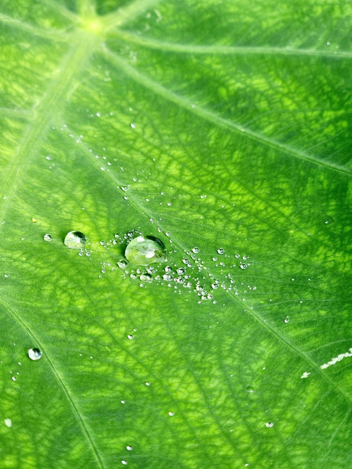 Close-up of crystal-clear droplets on a Colocasia leaf, showcasing its veins and water-repellent surface—captured in rain-soaked Oorkadavu, Kozhikode.