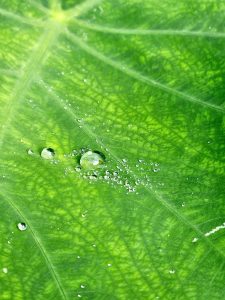 Close-up of crystal-clear droplets on a Colocasia leaf, showcasing its veins and water-repellent surface—captured in rain-soaked Oorkadavu, Kozhikode.