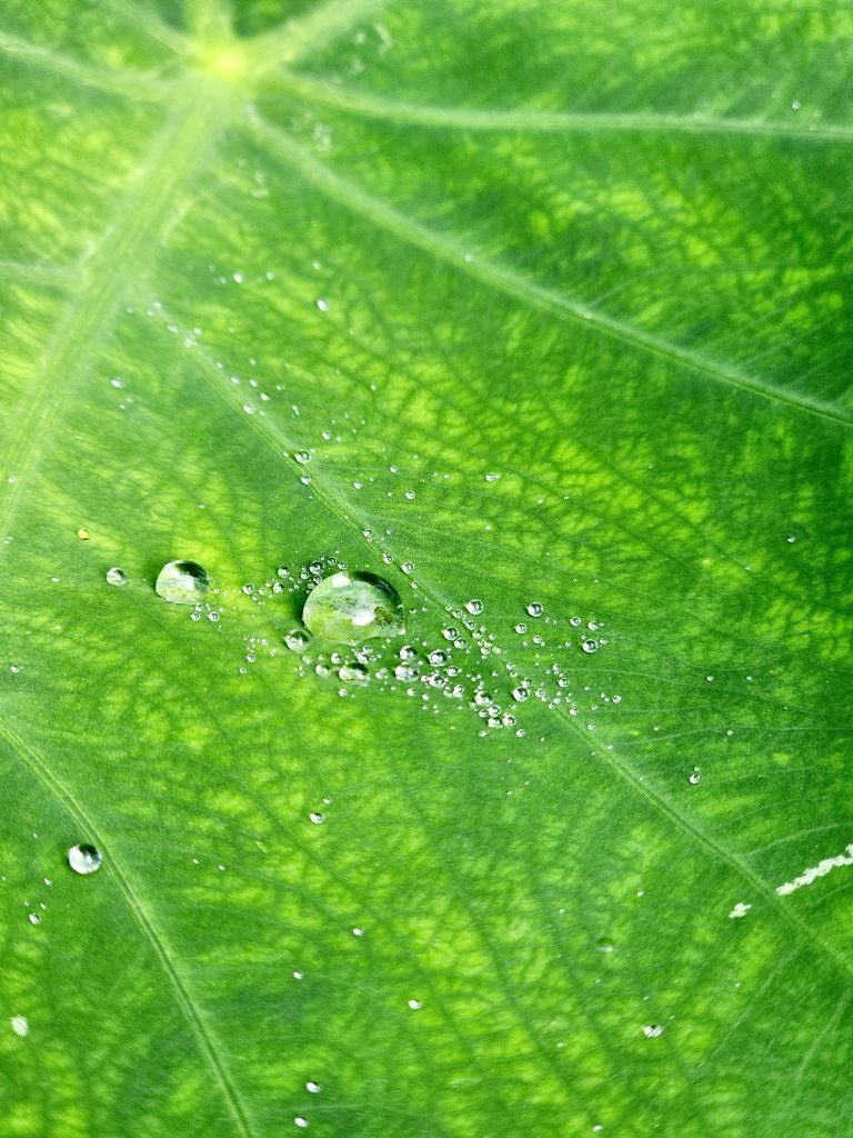 Close-up of crystal-clear droplets on a Colocasia leaf, showcasing its veins and water-repellent surface—captured in rain-soaked Oorkadavu, Kozhikode.