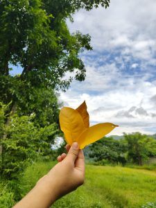 A hand holding three yellow and brown leaves against a backdrop of lush greenery and a partially cloudy sky. 