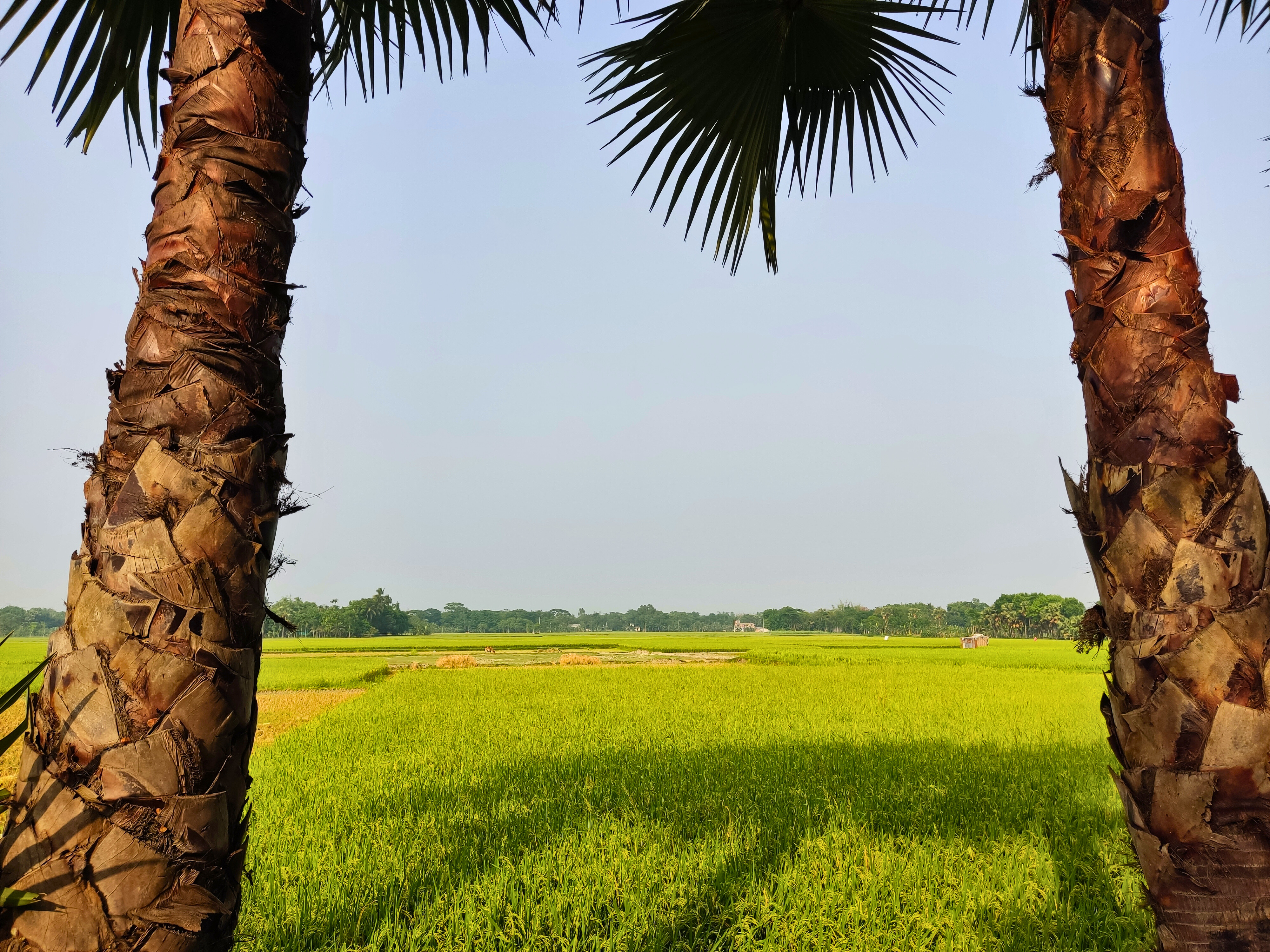 A view of green rice fields framed by two palm tree trunks, with clear blue sky and a distant tree line.