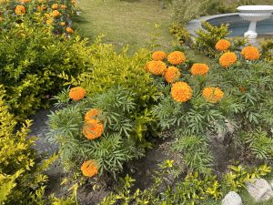 A vibrant garden scene featuring clusters of bright orange marigold flowers surrounded by lush green foliage.
