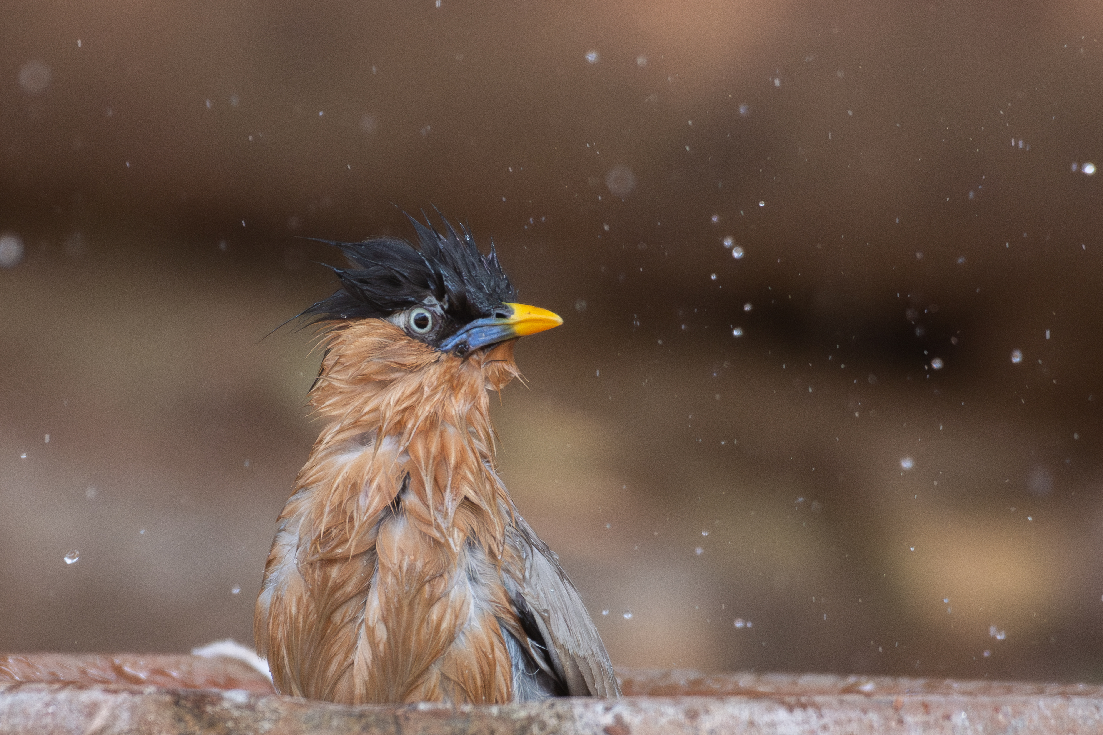 Brahminy Starling bird enjoying bath.
