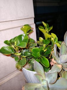 Close-up of two potted plants—dark green foliage on the left, and a pale blue-green succulent with reddish edges on the right—set against a light wall in evening light.