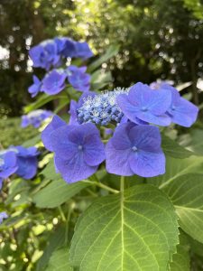 A close-up photograph of vibrant blue hydrangea flowers, surrounded by lush green leaves. 