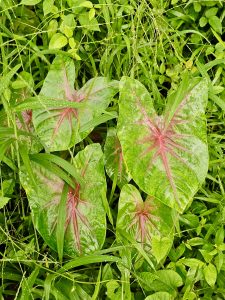 
Caladium leaves with striking pink veins on glossy green blades, captured among wild grasses after rain in Oorkadavu, Kozhikode.