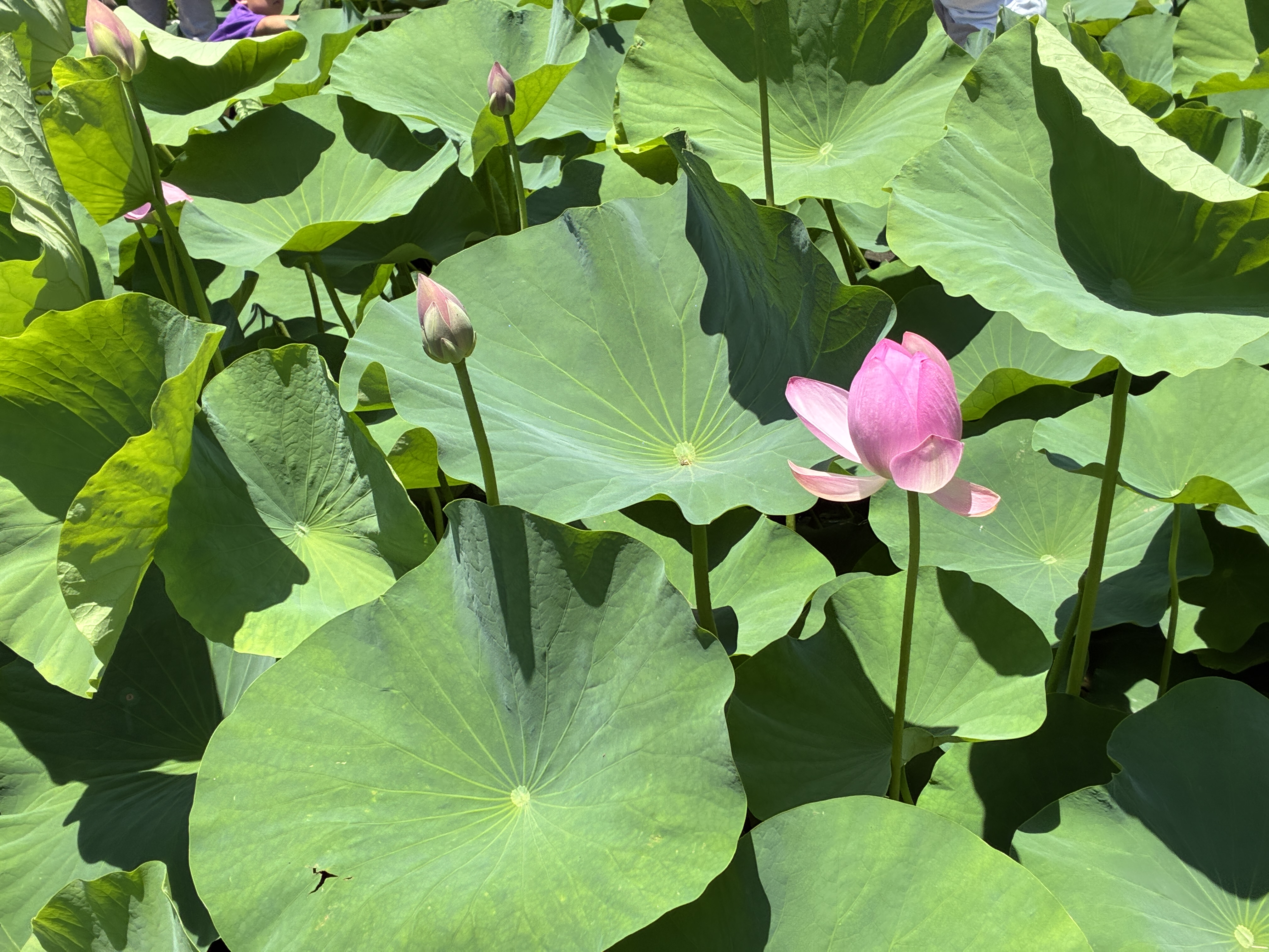 A vibrant scene of lotus plants with large green leaves and buds at Chiba Park Ohga.