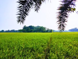 A vibrant green rice field stretches out under a clear sky, bordered by trees in the background. 