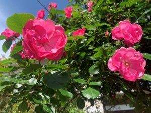 A close-up view of bright pink roses blooming amidst lush green leaves, set against a clear blue sky. 