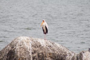 A large bird stands on a rock by the water’s edge.
