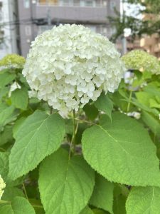A close-up view of a large white hydrangea flower cluster surrounded by lush green leaves.