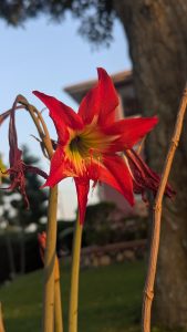 A vibrant red flower with long, slender stems and yellow-green accents in the center.