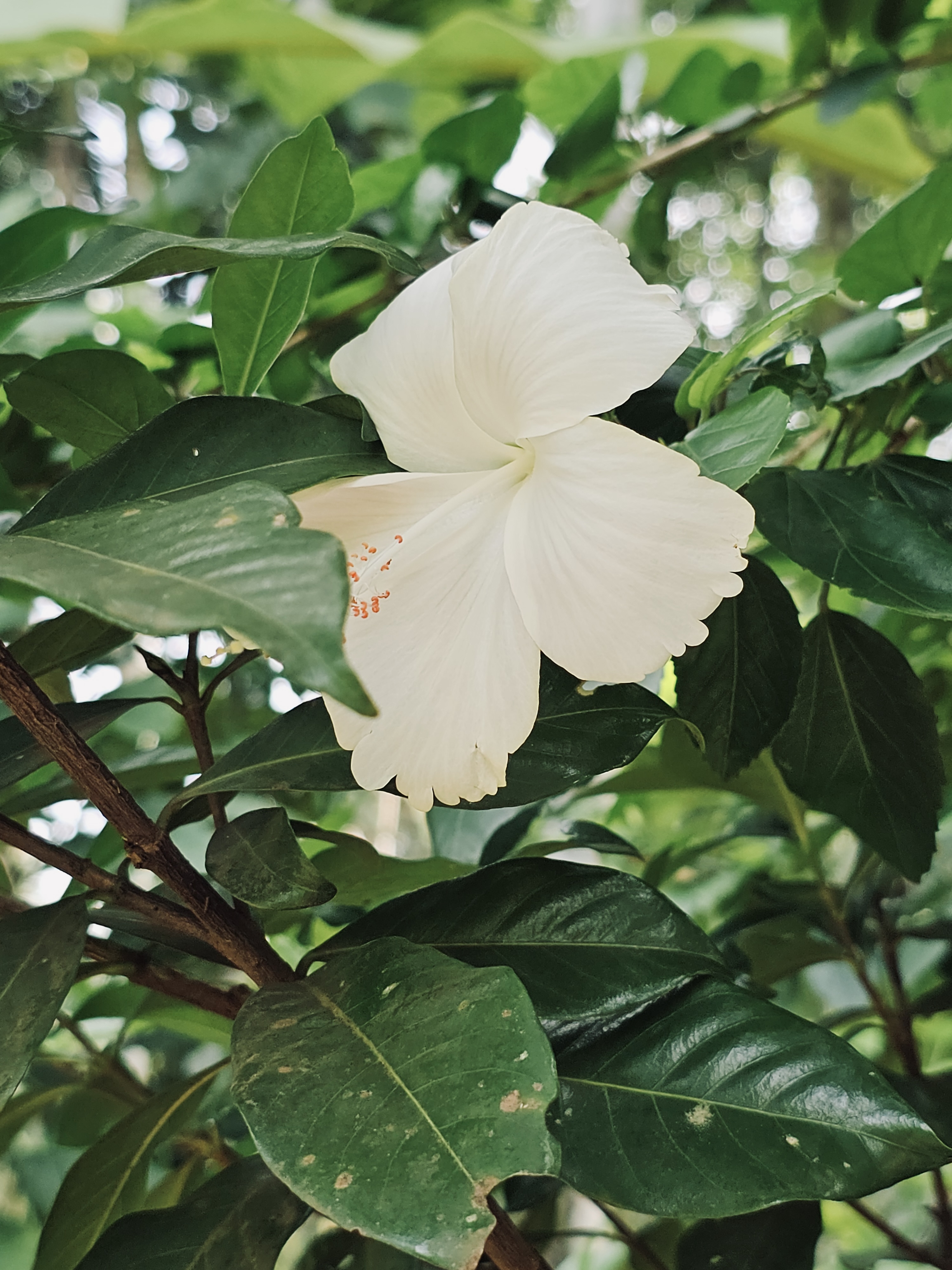 Close-up of a blooming white hibiscus amid glossy green leaves, captured in a serene Kozhikode garden.