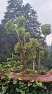 A lush green succulent plant with multiple rosettes atop long, thick stems is displayed in a terracotta pot surrounded by green ivy. 
