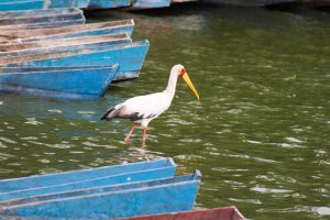 A white bird with a long yellow beak and red face stands in shallow green water, surrounded by several blue wooden boats
