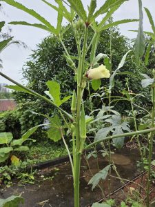 Close-up of an okra plant with green pods and a yellow flower, set among lush foliage under a cloudy sky.
