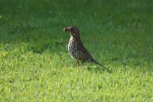 

A brown Song Thursh bird with speckled plumage stands on a lush green lawn, holding an insect in its beak.