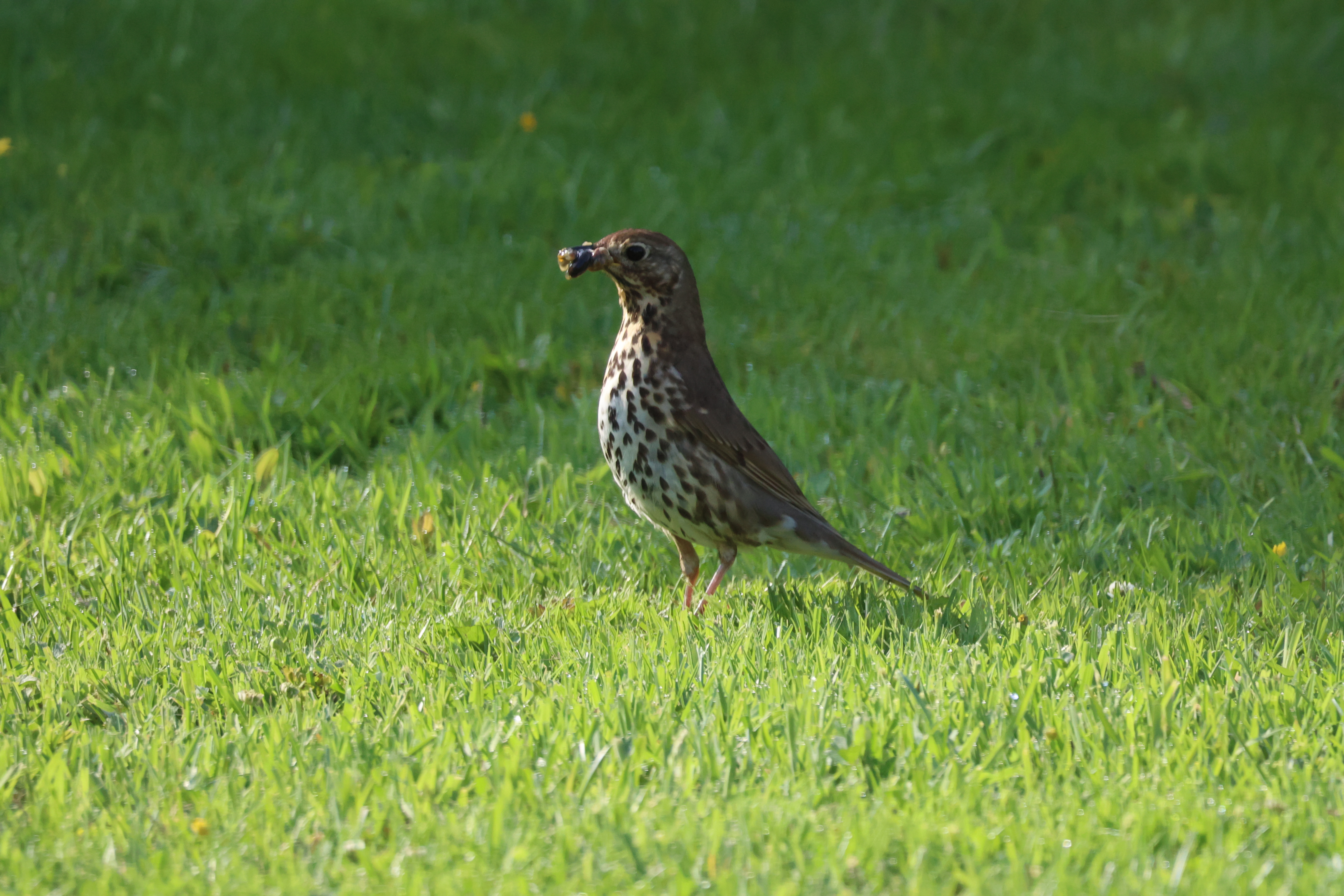 

A brown Song Thursh bird with speckled plumage stands on a lush green lawn, holding an insect in its beak.