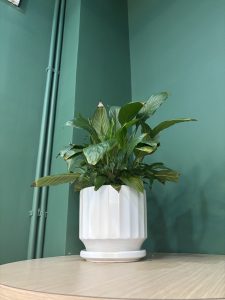A green indoor plant with broad leaves is set in a white, ribbed ceramic pot on a light wooden table.