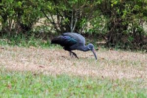 

A dark-colored  Hadada bird with a long, curved beak stands on the ground, foraging among sparse grass