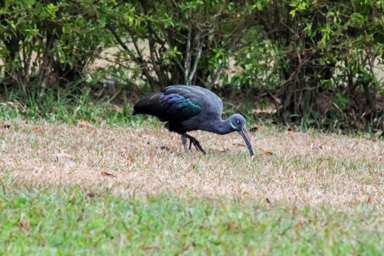 A dark-colored  Hadada bird with a long, curved beak stands on the ground, foraging among sparse grass