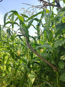 A lush field of corn plants with tall green stalks and broad leaves, under a bright blue sky.