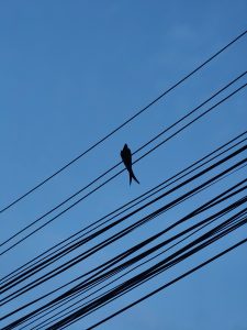 A silhouette of a bird perched on power lines against a clear blue sky. 