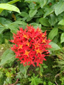 A vibrant cluster of red and orange flowers, shaped like small stars, is prominently displayed against a backdrop of lush green leaves.